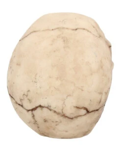 Kleiner Grinsender Totenkopf 12cm -Next Shop kleiner grinsender totenschaedel small joker skull totenkopf dekoration gothic deko 50730 05